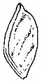 EB1911 Fruit - anatropal seed of Citrus aurantium (entire).jpg