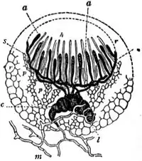 EB1911 Fungi - Ascobolus furfuraceus - diagrammatic section of fructification.jpg