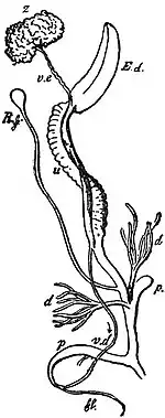 EB1911 Gastropoda - Hermaphrodite Reproductive Apparatus of Helix hortensis.jpg