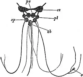 EB1911 Gastropoda - Nervous System of Limnaeus stagnalis.jpg