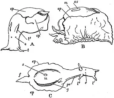 EB1911 Gastropoda - Three views of Aplysia sp.jpg
