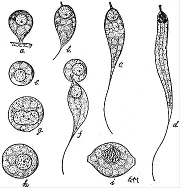 EB1911 Gregarines - Gametes and Conjugation in Stylorhynchus longicollis.jpg