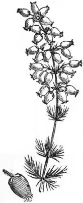 EB1911 Heath (Erica cinerea).jpg