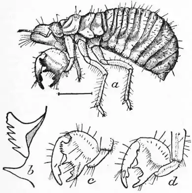 EB1911 Hemiptera - Fig. 10.—Nymph (4th stage) of Cicad.jpg
