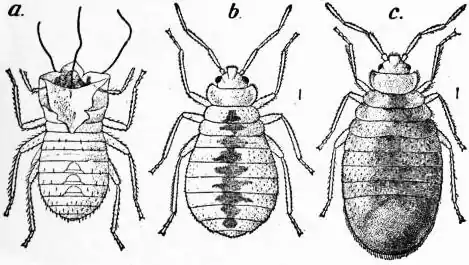 EB1911 Hemiptera - Fig. 3.—a, Cast-off nymphal skin of Bed-bug.jpg
