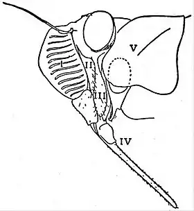 EB1911 Hemiptera - Head and Prothorax of Cicad.jpg