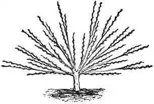 EB1911 Horticulture - Fig. 31.—Fan-shaped Tree, 4th year.jpg