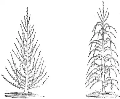 EB1911 Horticulture - Fig. 39.—Pyramidal Training, Fig. 40.—Training en quenouille.jpg