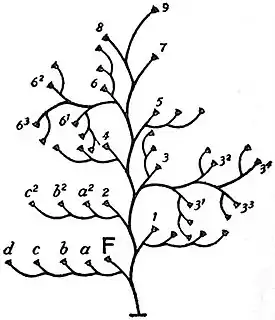 EB1911 Hydromedusae - Diagram showing method of branching in the Plumularia-type.jpg