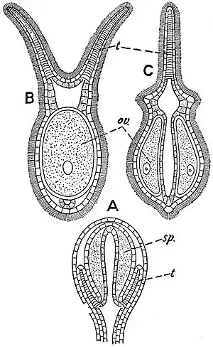 EB1911 Hydromedusae - Gonophores of Dicoryne conferta.jpg