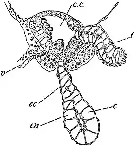 EB1911 Hydromedusae - a Cordylus of Laodice.jpg