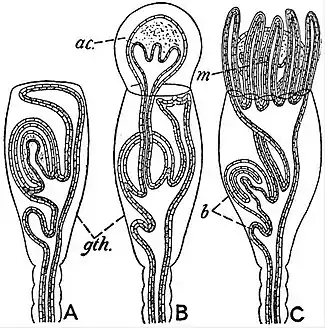 EB1911 Hydromedusae - formation of an Acrocyst and a Marsupium.jpg