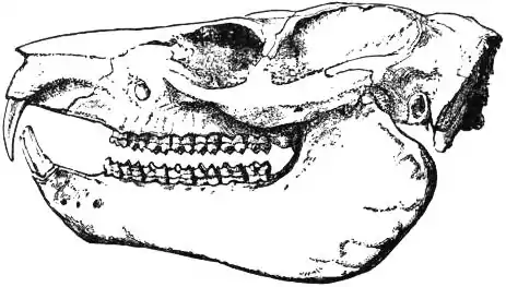 EB1911 Hyracoidea Fig. 2.—Skull and Dentition of Tree-Hyrax (Procavia dorsalis).jpg