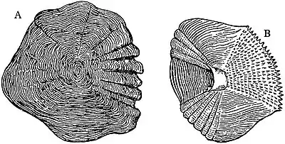 EB1911 Ichthyology - Cycloid Scale of Scopelus resplendens and Ctenoid Scale of Lethrinus.jpg