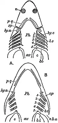 EB1911 Ichthyology - relations of branchial clefts and pharynx in an Elasmobranch.jpg
