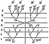 EB1911 Infusoria - Colpidium colpoda - changes during conjugation.jpg