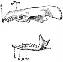 EB1911 Insectivora — Fig. 5.—Skull and Dentition of a Shrew-mouse.jpg