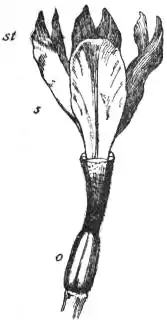 EB1911 Iris - Fig. 1.—Gynoecium of Iris.jpg