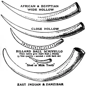 EB1911 Ivory - Fig 1—Types of tusks.jpg