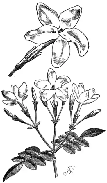 EB1911 Jasmine (Jasminum grandiflorum).jpg