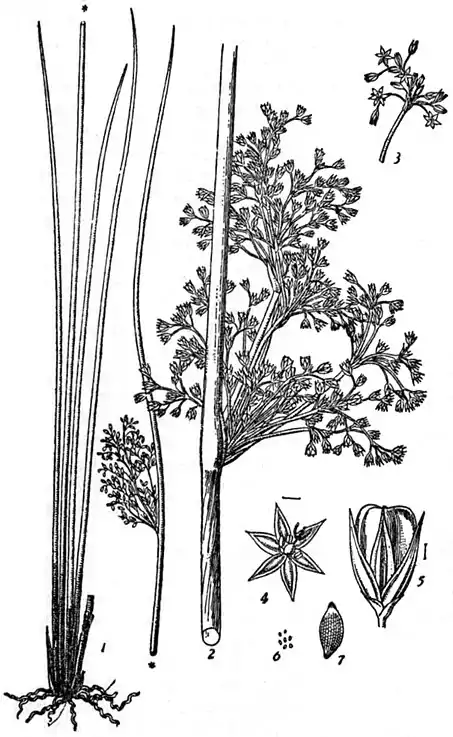 EB1911 Juncaceae - Juncus effusus.jpg