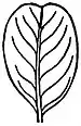EB1911 Leaf - Emarginate leaf of a species of Senna.jpg