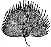 EB1911 Leaf - Leaf of a Fan Palm (Chamaerops).jpg