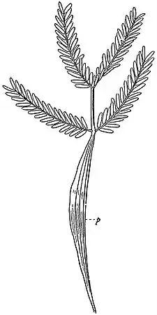 EB1911 Leaf - Leaf of an Acacia heterophylla.jpg