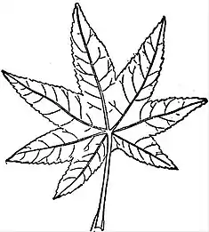 EB1911 Leaf - Multicostate leaf of castor-oil plant.jpg