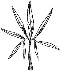 EB1911 Leaf - Pedate leaf of Stinking Hellebore.jpg