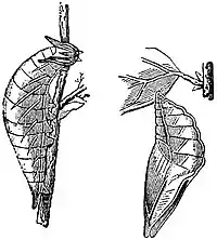 EB1911 Lepidoptera - Apatura ilia (Larva and Pupa).jpg