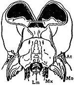 EB1911 Lepidoptera - Head of Goat Moth Caterpillar.jpg