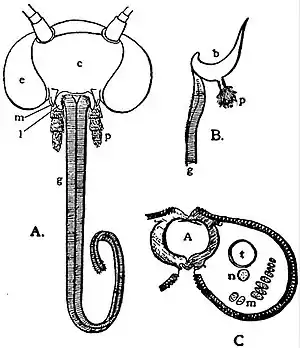EB1911 Lepidoptera - jaws in a typical moth.jpg