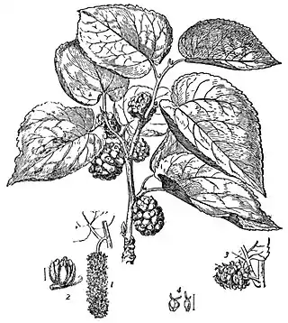 EB1911 Moraceae - Morus nigra.jpg
