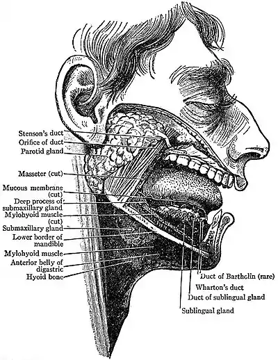 EB1911 Mouth and Salivary Glands.jpg