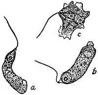 EB1911 Mycetozoa - Badhamia panicea - stained zoospores.jpg