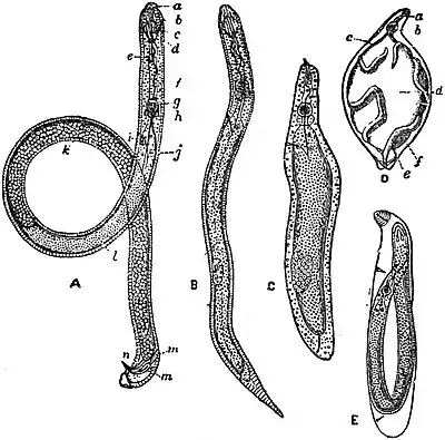 EB1911 Nematoda - Heterodera schachtii (2).jpg