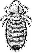 EB1911 Neuroptera - Biting-louse.jpg