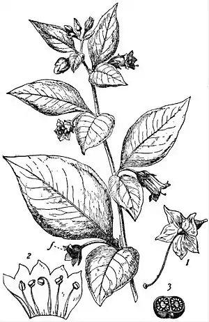 EB1911 Nightshade - Deadly Nightshade.jpg