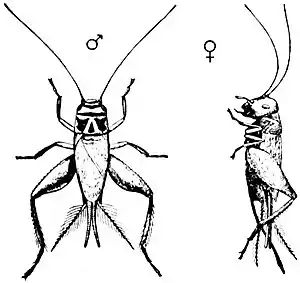 EB1911 Orthoptera - Gryllus domesticus.jpg