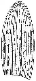 EB1911 Palaeobotany - Alismacites primaevus.jpg