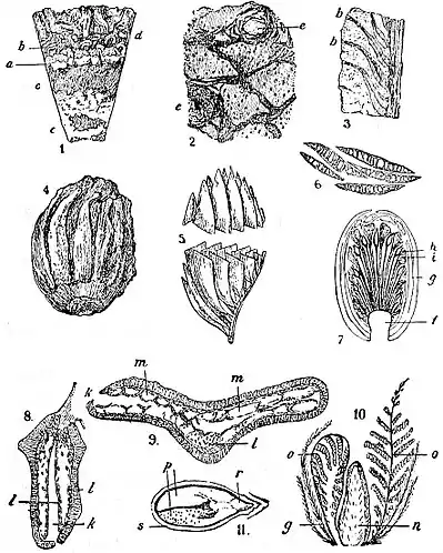 EB1911 Palaeobotany - Bennettites.jpg