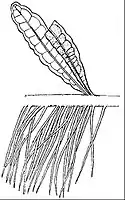 EB1911 Palaeobotany - Choffatta Francheti.jpg