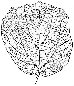 EB1911 Palaeobotany - Credneria triacuminata.jpg