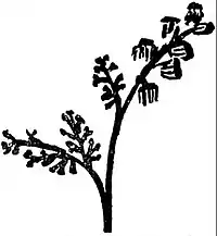 EB1911 Palaeobotany - Crossotheca Höninghausi.jpg