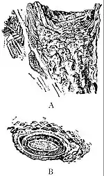 EB1911 Palaeobotany - Cycadean stem.jpg