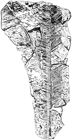 EB1911 Palaeobotany - Cycadites Saportae.jpg