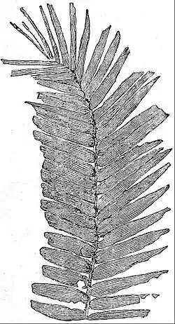 EB1911 Palaeobotany - Frond of Williamsonia gigas.jpg