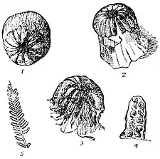 EB1911 Palaeobotany - Klukia exilis.jpg