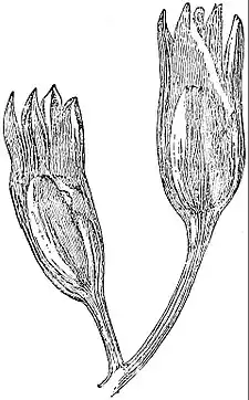 EB1911 Palaeobotany - Lagenostoma Sinclairi.jpg